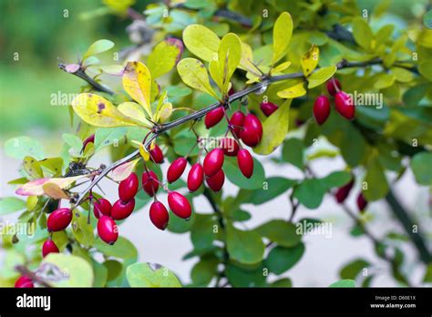 Barberry Hi Res Stock Photography And Images Alamy