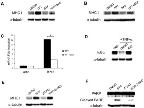 A The NF κB inhibitor BAY 11 7085 BAY blocks TPT induced MHC I