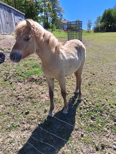 Sprzedam 10 miesięczna klacz fiord Bytów OLX pl