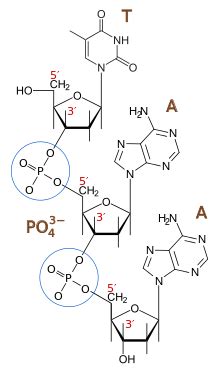 Directionality (molecular biology)