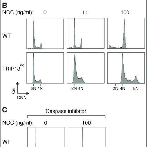 Delay In Spindle Assembly Checkpoint Sac Inactivation Sensitizes