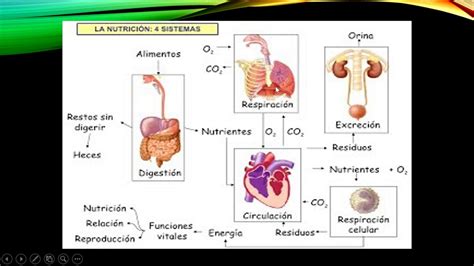 Sistemas De Nutrici N Youtube