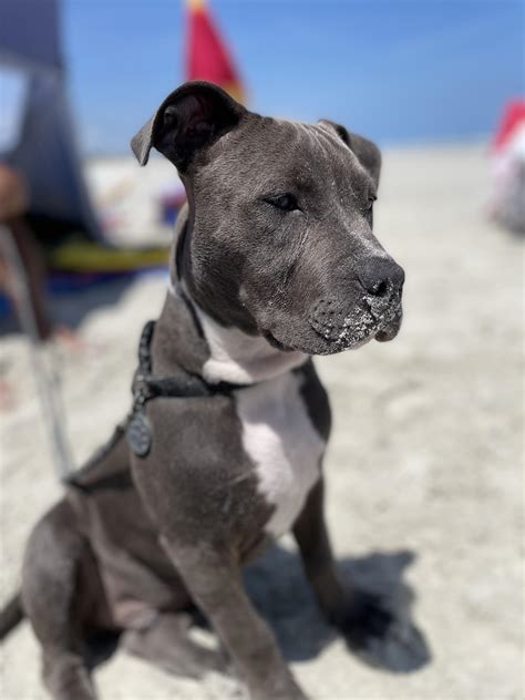 My Boi Tucker Looking Mighty Handsome At The Beach 19 Weeks Old R