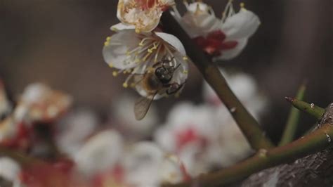 Pollen Pickers Mike Friel Flickr