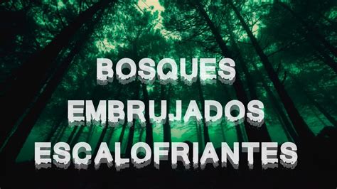 Relatos Escalofriantes De Bosques Embrujados Reales Youtube