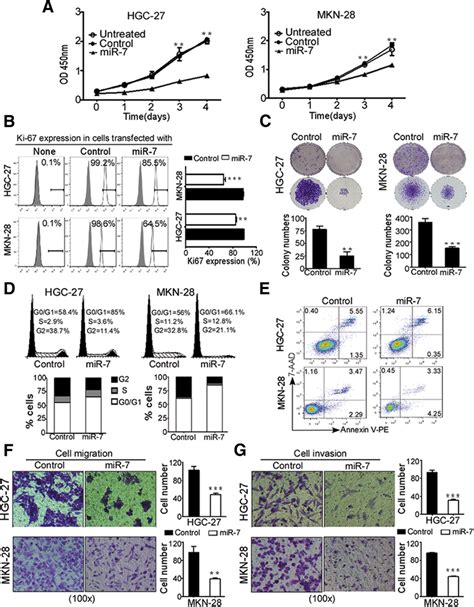 Restoration Of Mir 7 Inhibits Gc Cell Viability And Invasiveness In Download Scientific Diagram