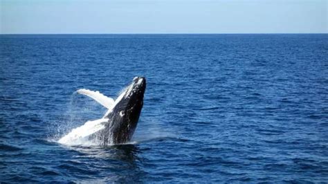 Las Ballenas Azules Utilizan Su Memoria Para Cazar En Vez De Las