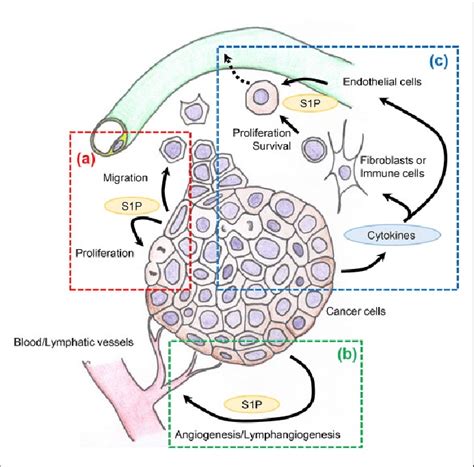 Roles Of Sphingosine 1 Phosphate S1P In The Interaction Between