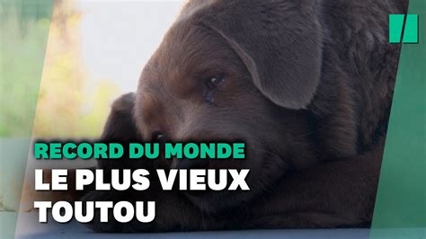 Voici Bobi Le Chien Le Plus Vieux De Tous Les Temps Youtube