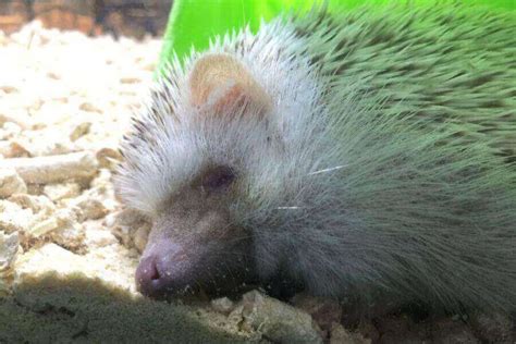 Do Hedgehogs Hibernate? (Signs Of Hibernation Vs. Sickness)