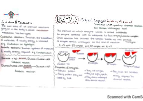 Solution Enzyme Introduction Metabolism And Properties Of Enzymes