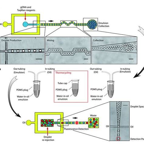 Pdf Syst Me Microfluidique Las Pour Lanalyse De Ladn R Siduel