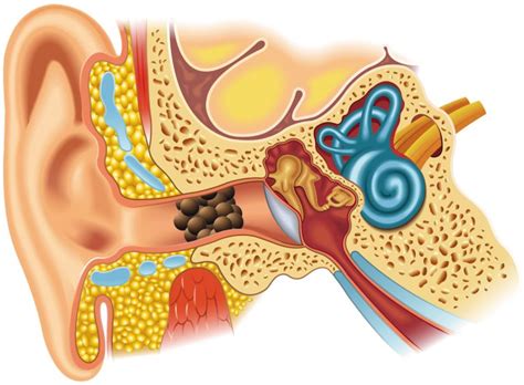 Nos Conseils Toutsurl Oreille