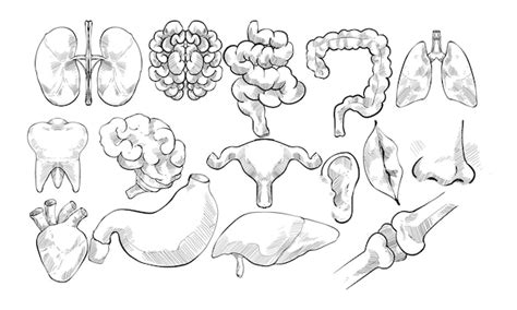 Premium Vector Human Organ Handdrawn Collection