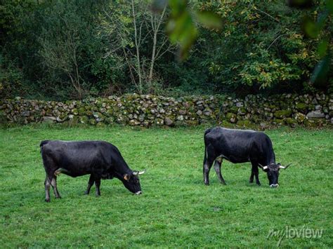 Tudanca raza bovina autóctona de la zona occidental de cantabria