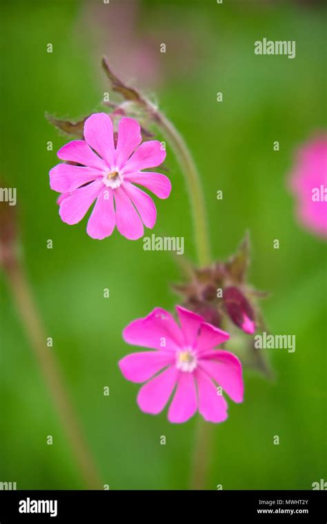 Red Campion Silene Dioica British Wildflower Britain UK Stock Photo