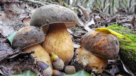 Il Mimetismo Del Porcino Nero Boletus Aereus Youtube