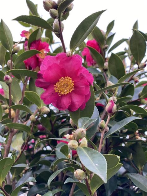 Camellia Sasanqua Kanjiro Erable Du Val De Jargeau