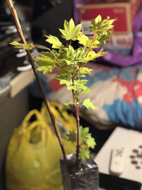 Help identifying this coral bark maple 🍁 : r/Bonsai