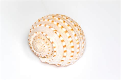 Imagem De Conchas Tonna Tesselata Em Um Fundo Branco Animais Submarinos