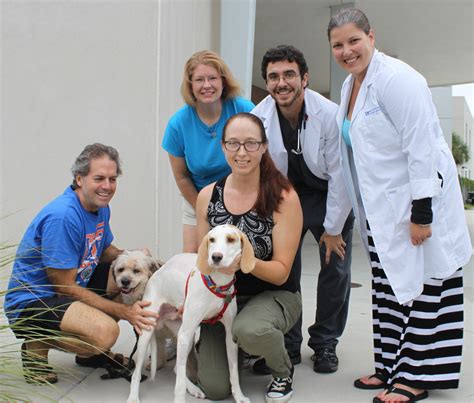 Rescued Hound Recovering Well From Back Surgery At Uf The Veterinary