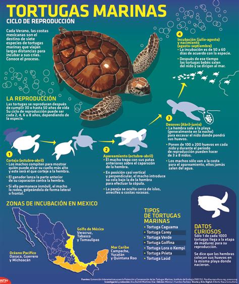 Ciclo De Reproducción De Las Tortugas Marinas Poblanerías En Línea