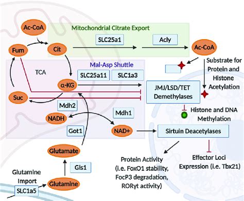 Metabolic Regulation Of Transcription Crosstalk Between Metabolites