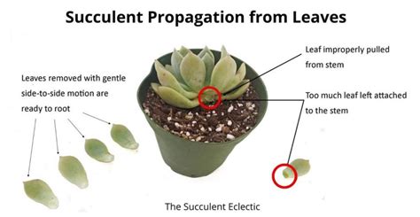 Propagating Succulents From Leaves The Succulent Eclectic