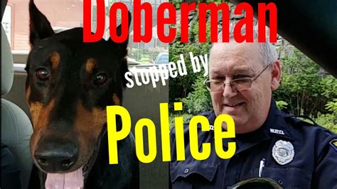 Are Dobermans Used As Police Dogs