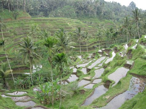 Tempat Wisata Bali Ubud - petawisata.id