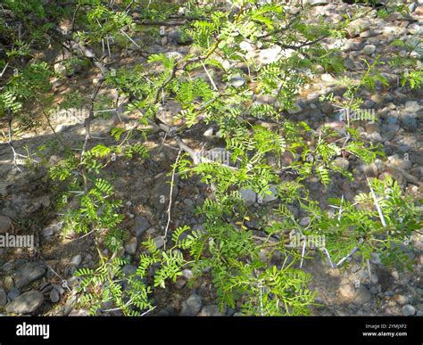 Sweet Thorn Vachellia Karroo Stock Photo Alamy