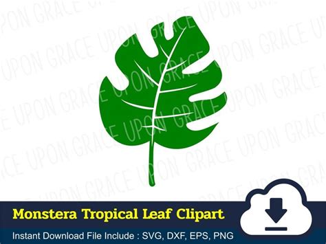 Monstera Tropical Leaf Clipart Svg Vectorency