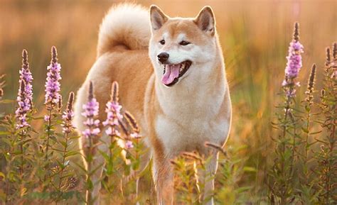 Cẩm nang chó Shiba Inu Nguồn gốc đặc điểm cách nuôi giá bán