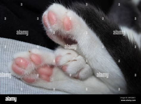 Pink Cat Toe Beans Stock Photo Alamy