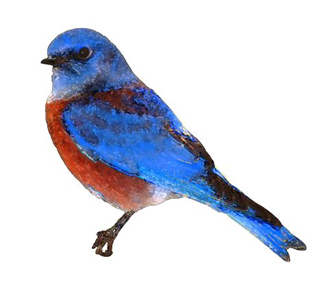 Eastern bluebird Clip art - Free Bluebird Clipart png download - 782* ...