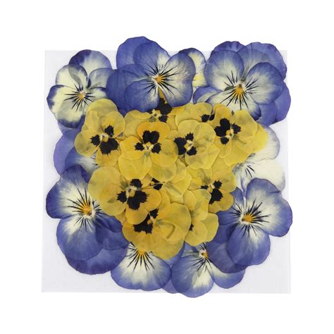 Pressed Edible Viola Flowers Of The Month Nurtured In Norfolk