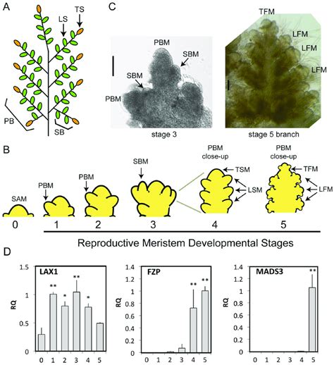 Stages of early panicle development in rice. The rice panicle (A) has a... | Download Scientific ...