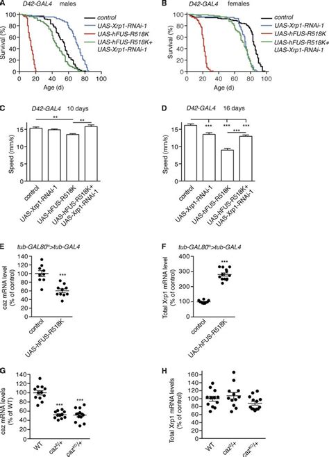 Motor Neuronselective Xrp1 Knockdown Mitigates Motor Deficits And Download Scientific Diagram