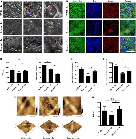 Frontiers Rnase Iii Coding Genes Modulate The Cross Kingdom Biofilm Of Streptococcus Mutans