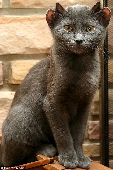 Meet Yoda The Cat With Four Ears Beautiful Cats Cute Cats Rare Cats