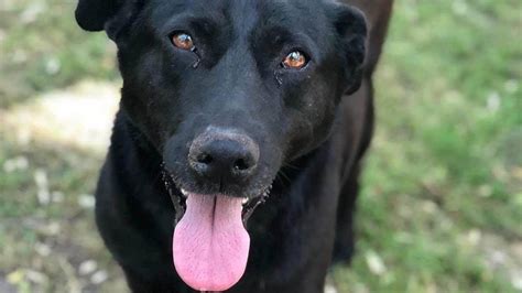 Adoptó Un Perro Adulto Sin Imaginar Todos Los Cambios Que Traería A Su Vida “todo Lo Bueno Es