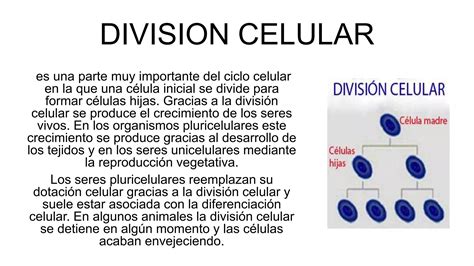 Division Celular Ppt