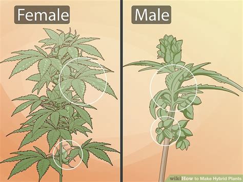 3 Ways To Grow Hybrid Plants Wikihow