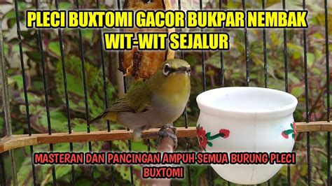 PLECI BUXTOMI GACOR BUKPAR NGALAS NEMBAK PANJANG PANCINGAN AMPUH