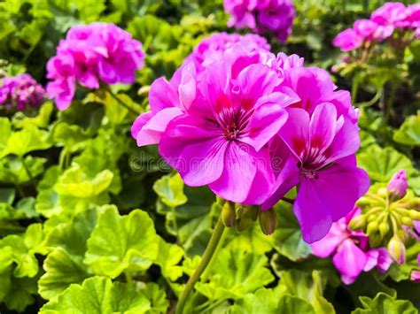 Beautiful Pink Flower On Background Of Green Leaves Stock Image Image