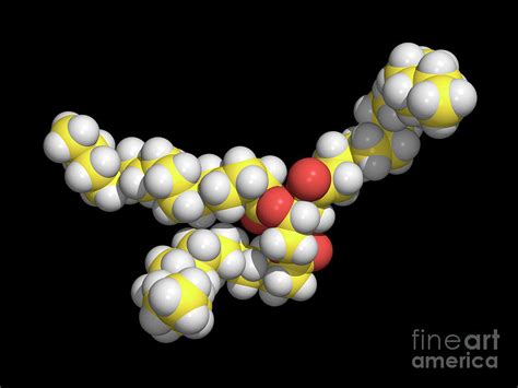 Saturated Fat Molecule Photograph by Prof. K.seddon & Dr. T.evans, Queen's University Belfast ...