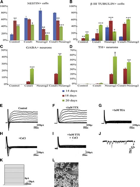 MEF Culture Shift To Induced Neural Precursor Cell Culture And Neuronal