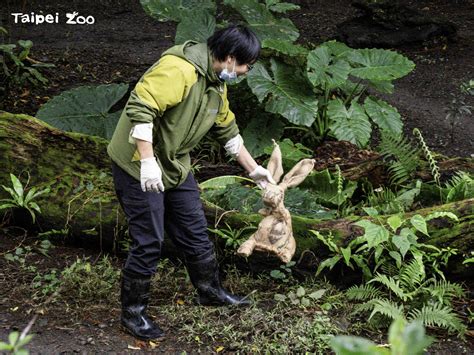 臺北市立動物園 新聞稿 正月初一新年到 鬣狗嬉「兔」賀新春