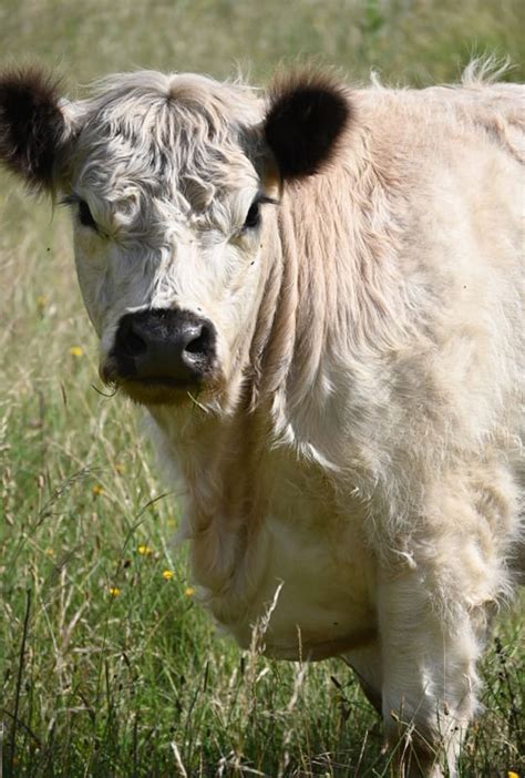 What miniature cattle breeds are available in Australia? | Miniature Highlands Australia