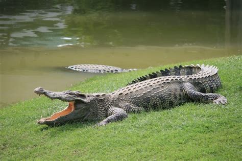 Qual A Diferen A Entre Jacare Crocodilo E Aligator